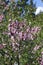 The shrub steppe almond, blooming pink flowers