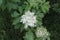 Shrub in summer blossomed with white small flowers. White flowers are collected in large inflorescences.