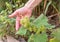 A shrub  with thorny fruits grows on the banks of the swift mountainous Hermon River with crystal clear waters in the Golan