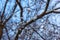 Shrub Weigela japonica in winter. The branches are covered with fluffy snow