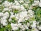 Shrub with white flowers. Spirea. Spring flowering. umbrella flowers