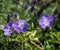 Shrub of wide open violet blue geranium / cranesbill blossoms on natural blurred background