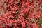 Shrubbery barberry background from sheet at September