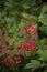 Shrubbery berries riping in a summer garden