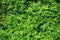 Shrubbery, Green hedges background.