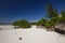 Shrubbery on a withe sand beach in Africa on a very sunny day