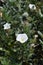 Shrubby bindweed