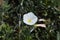 Shrubby bindweed