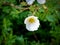 Shrubby cinquefoil, Dasiphora fruticosa syn Potentilla fruticosa Abbotswood, close up of white flower in spring, Netherlands