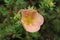 Shrubby cinquefoil flower. Pale peachy pink flower close up.