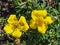 Shrubby Cinquefoil - Golden Hardhack - Potentilla