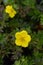 Shrubby Cinquefoil Goldteppich