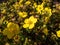 Shrubby cinquefoil Pentaphylloides fruticosa `Dart`s Golddigger` is a compact, deciduous shrub with pinnate leaves and saucer
