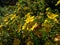 Shrubby cinquefoil (Pentaphylloides fruticosa) \\\'Tratu\\\' flowering with saucer-shaped, bright yellow flowers