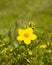 Shrubby cinquefoil, Tundra rose, Golden hardhack, Dasiphora fruticosa, flower on shrub, macro, selective focus