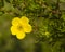 Shrubby cinquefoil, Tundra rose, Golden hardhack, Dasiphora fruticosa, flower on shrub, macro, selective focus