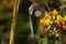 Shrubby Deervetch Lotus rigidus, desert rock pea