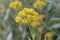 Shrubby hare’s-ear Bupleurum fruticosum, small pale yellow flowers