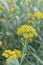 Shrubby hare’s-ear Bupleurum fruticosum, yellow flower