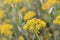 Shrubby hare’s-ear Bupleurum fruticosum, yellow flowering shrub