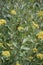 Shrubby hare’s-ear Bupleurum fruticosum, yellow flowers