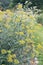 Shrubby hare’s-ear Bupleurum fruticosum, yellow flowers in a garden