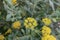 Shrubby hare’s-ear Bupleurum fruticosum with yellow inflorescence