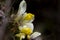 Shrubby Milkwort, Polygala chamaebuxus