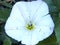 Shrubby or Silvery Convolvulous - Convolvulus cneorum