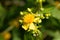 Shrubby st. john s wort Hypericum prolificum