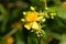 Shrubby st. john s wort Hypericum prolificum