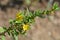 Shrubby yellowcrest