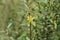 Shrubby yellowcrest