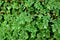 Shrublike \\\'Begonia Foliosa\\\' plant