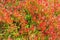 Shrubs of bilberries with red leaves closeup