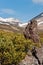 Shrubs of creeping Siberian dwarf pine Pinus pumila and a butte at Dzenzur Volcano