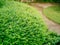 Shrubs green in the garden