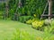 Shrubs and green lawns, front yard landscape, Peaceful Garden with a Freshly Lawn