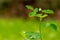 Shrubs with green leaves in a garden, used to decorate the garden to be fresher