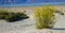 Shrubs growing in the Mesquite Flat Sand Dunes in Death Valley in California