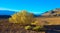 Shrubs growing in the Mesquite Flat Sand Dunes in Death Valley in California