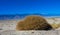 Shrubs growing in the Mesquite Flat Sand Dunes in Death Valley in California