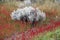 Shrubs at Laguna Nimez, a wildlife reserve at El Calafate in Patagonia, Argentina