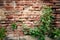 Shrubs with old brick wall background