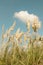 Shrubs, pampas grass and cortaderia selloana with blue sky and clouds. Peaceful and lovely natural concept.