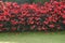 Shrubs of red begonia in the park