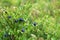 Shrubs with ripe fruit wild bilberries in forest in sunlight