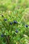 Shrubs with ripe fruit wild bilberries in forest in sunlight