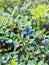 Shrubs with ripe fruit wild blueberry in forest in sunlight