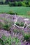 Shrubs of violet lavender and a white retro bicycle, blurred background